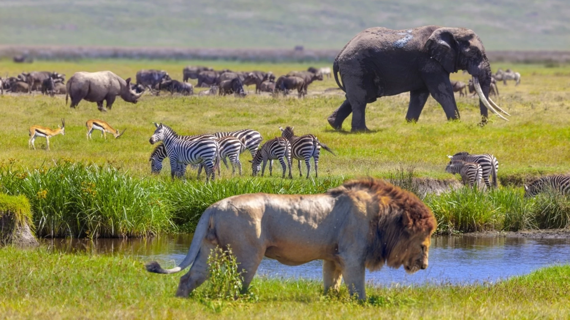 За опазването на природата: Наблюдението на дивите животни от Космоса ще бъде възобновено