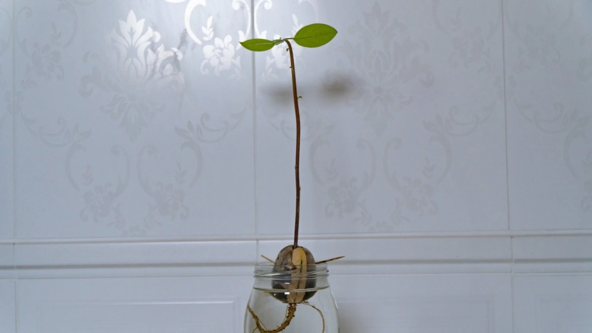 Плодове и зеленчуци, които можете да отглеждате в стъклени буркани  