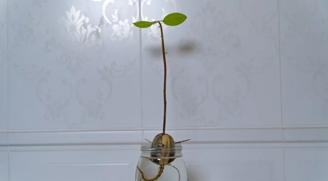 Плодове и зеленчуци, които можете да отглеждате в стъклени буркани  