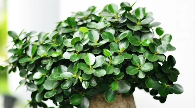 Как да активирате красулата, за да привлечете пари