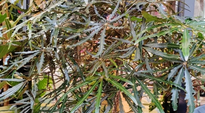 Стайното дърво, което вирее в тъмни стаи