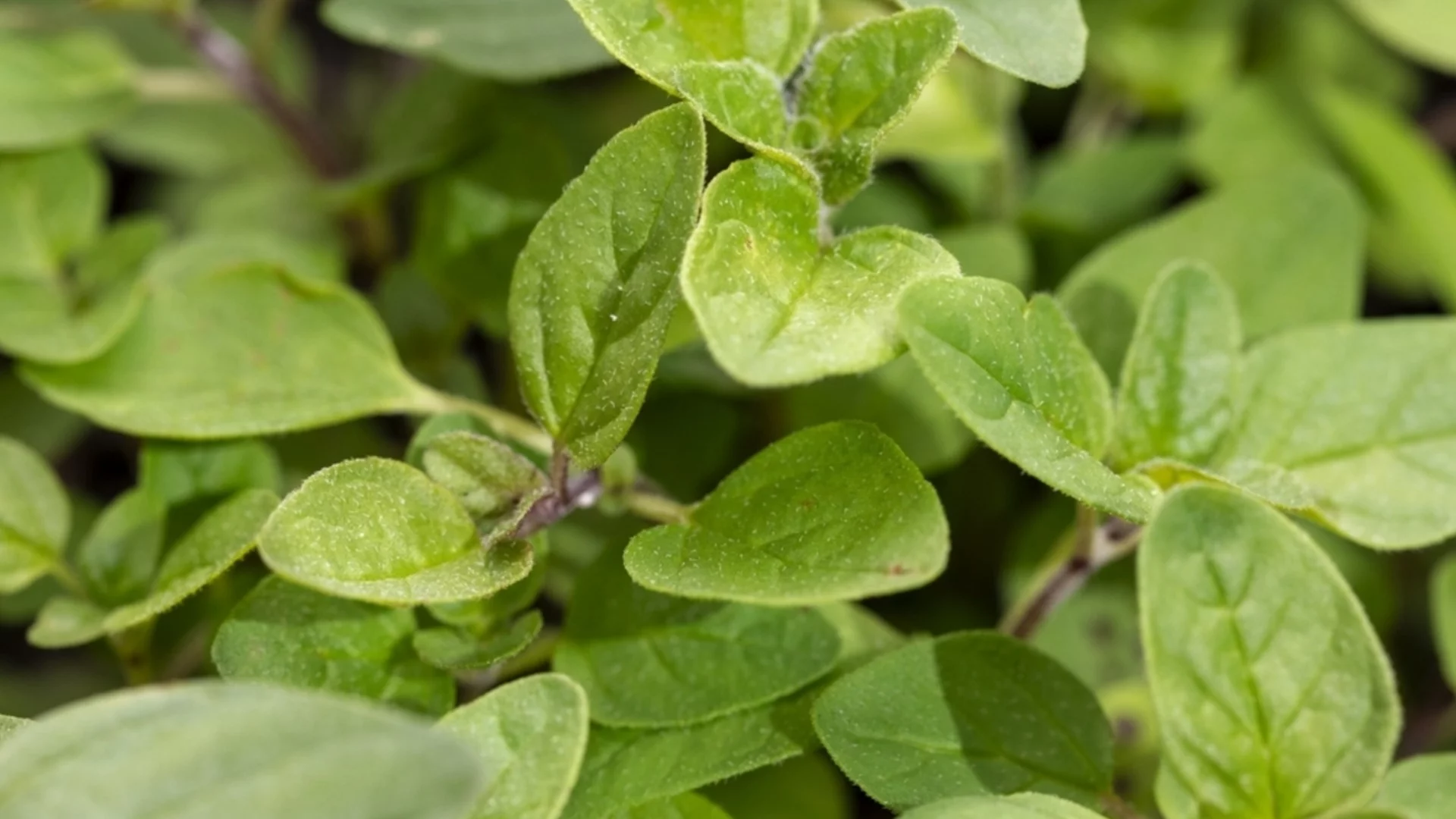 Как да размножаваме риган на закрито за изобилни целогодишни реколти  