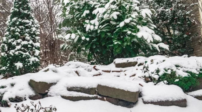 Прост трик, който ще ви помогне да защитите външните си растения от замръзване  