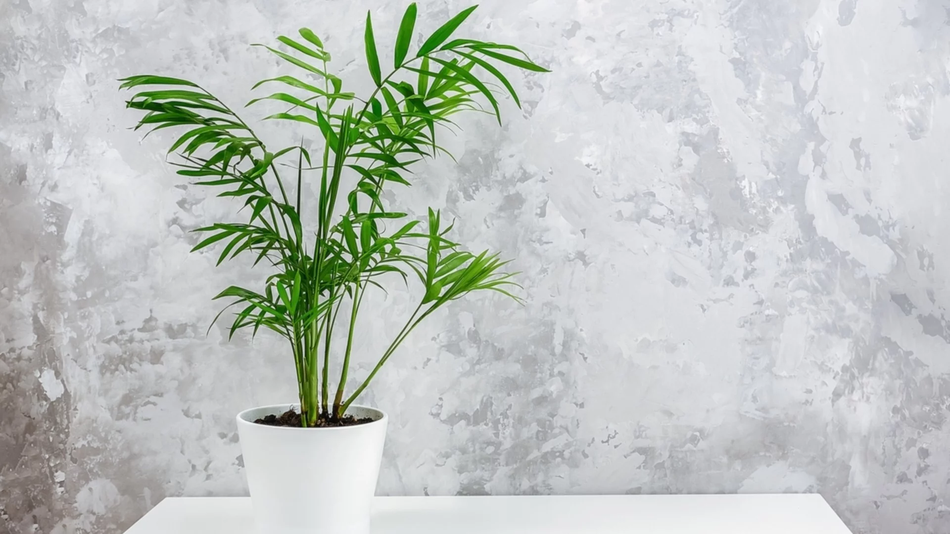 Как правилно да се грижите за бамбуковата палма през зимата