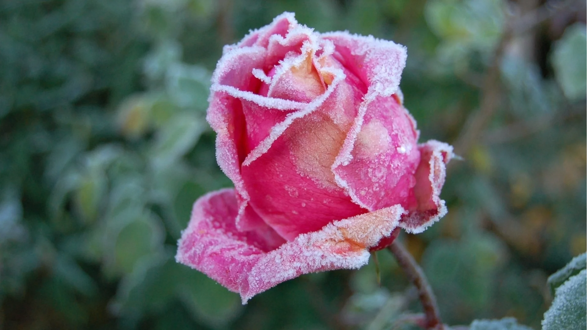 Какво да правим с розовите храсти след първата слана, за да ги предпазим от зимни щети 