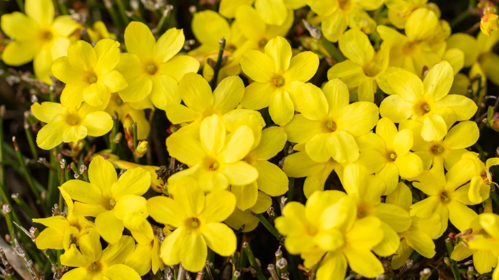 Как да подгответе вашите жасминови растения за зимата