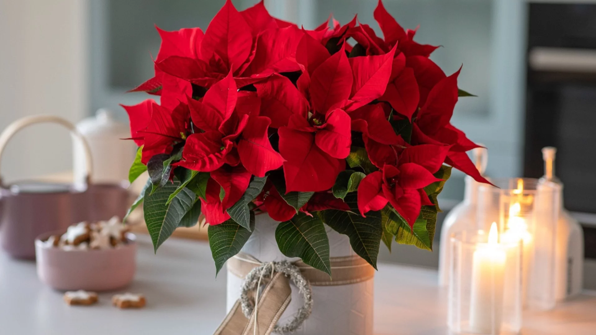 Трик, с който коледната звезда ще цъфти и след празниците