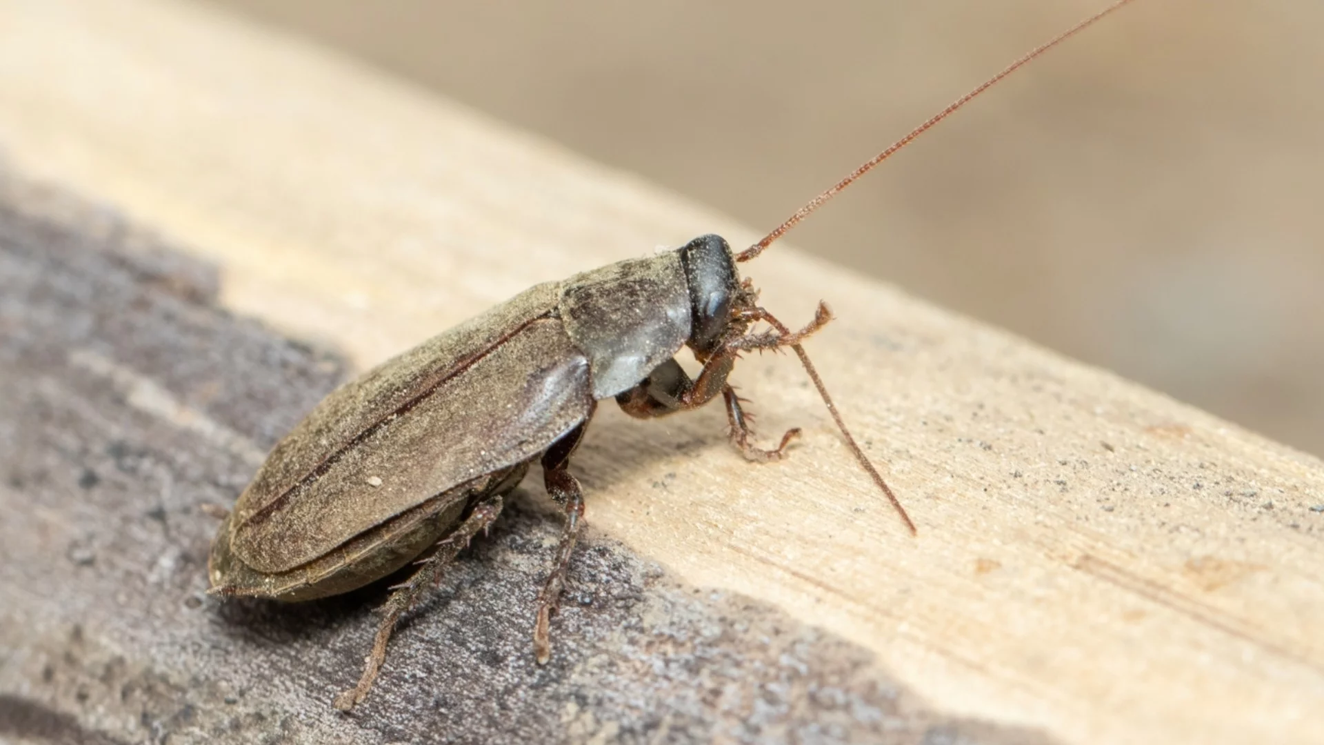 Тази подправка ще ви спаси от хлебарките 