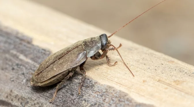 Тази подправка ще ви спаси от хлебарките 