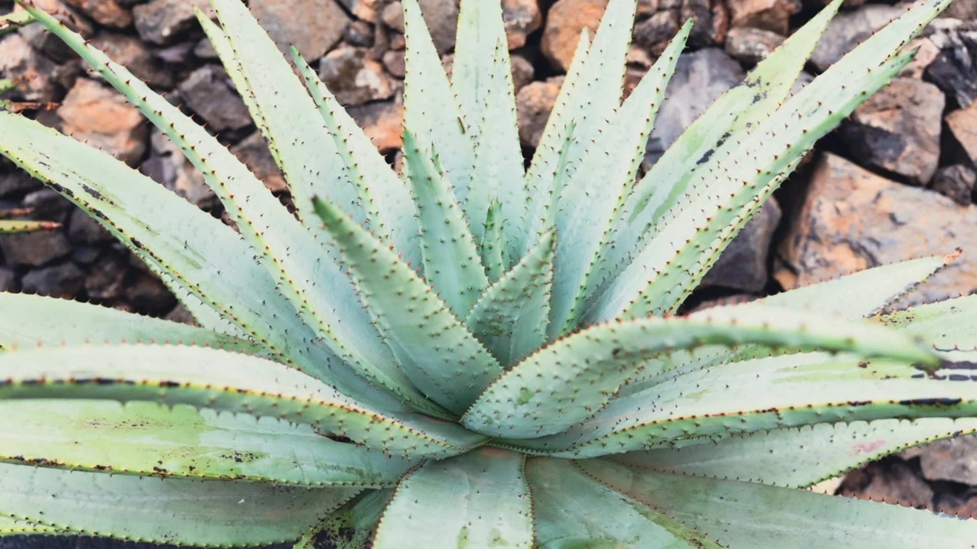 Как да отглеждаме и да се грижим за растения от алое вера на открито