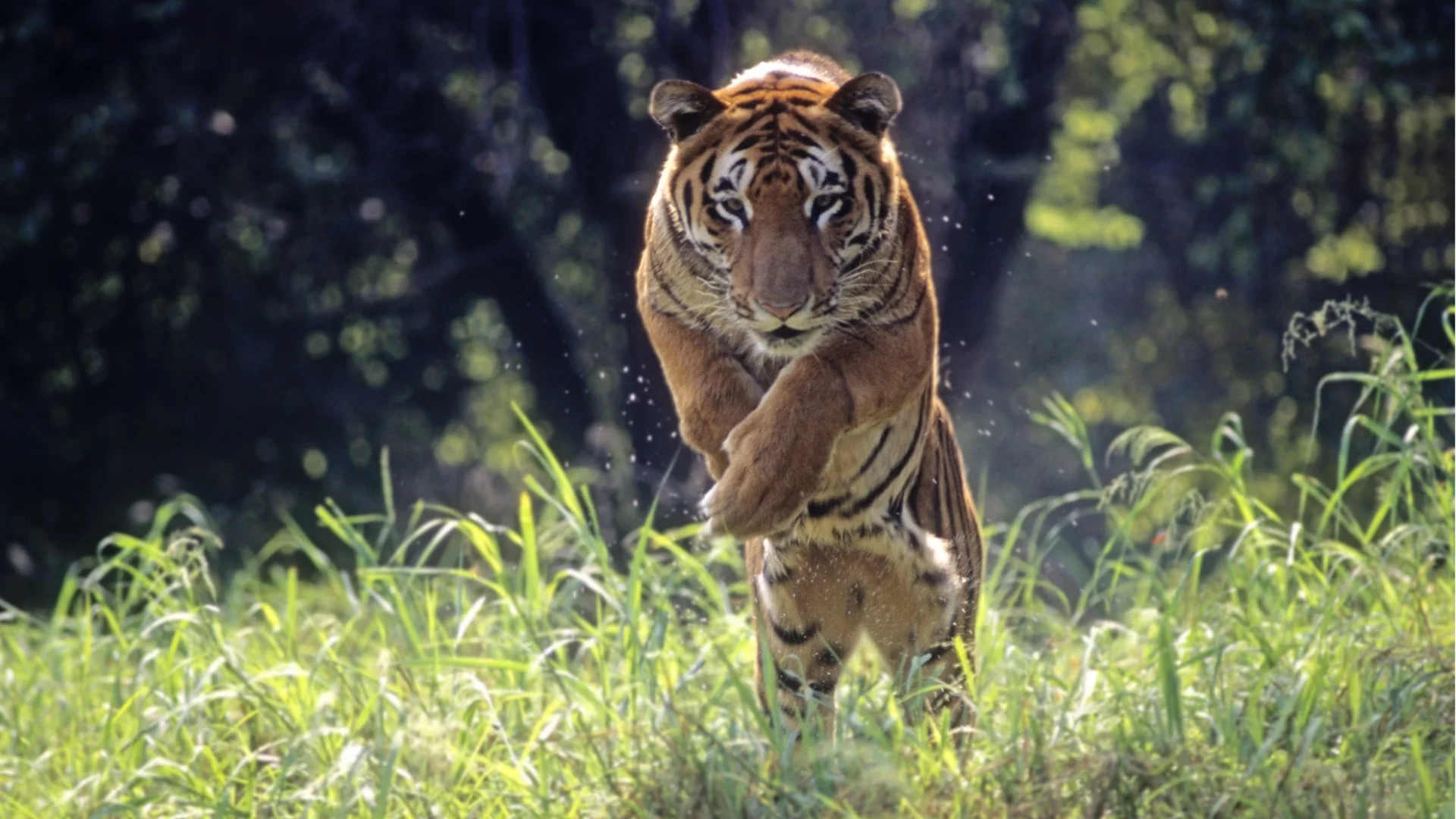 Игрив тигър блокира движението в Индия (ВИДЕО)