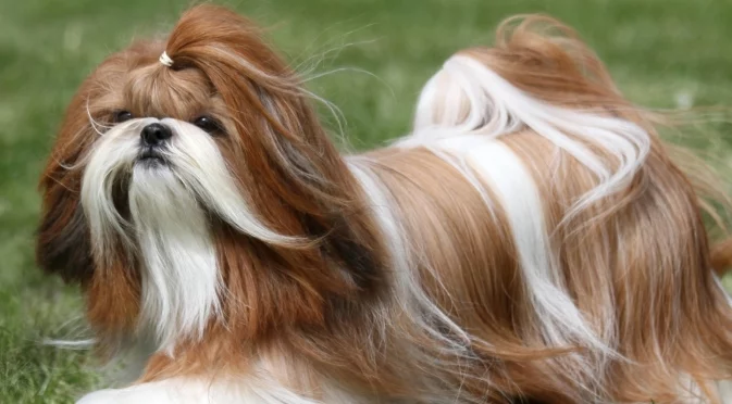 Жена клонира починалото си куче за 50 000 долара, но скоро съжали