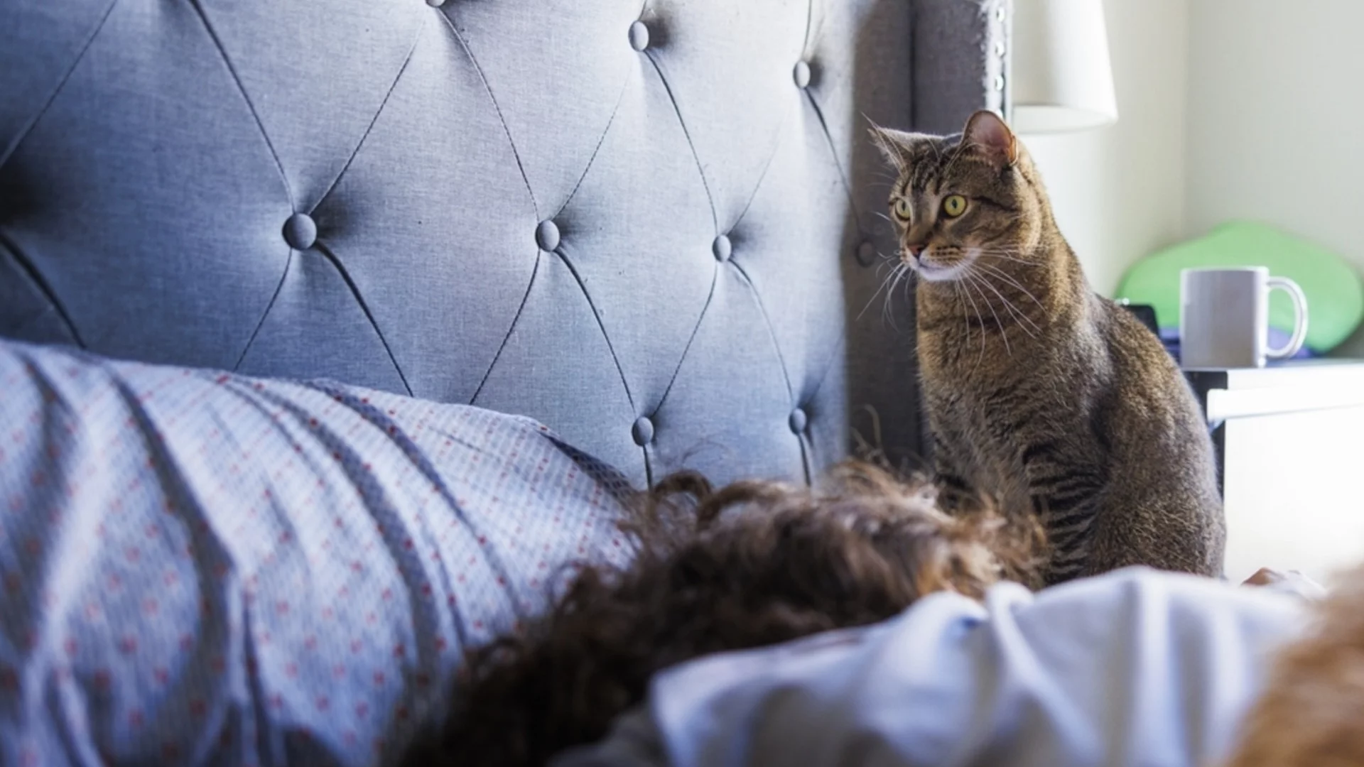 От -3 до 13 градуса. Времето утре - 2 декември 2025 г. 