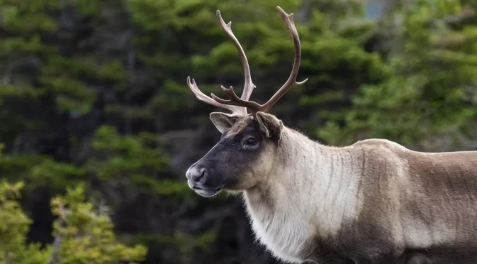 Елен беглец вдигна на крак полицията 