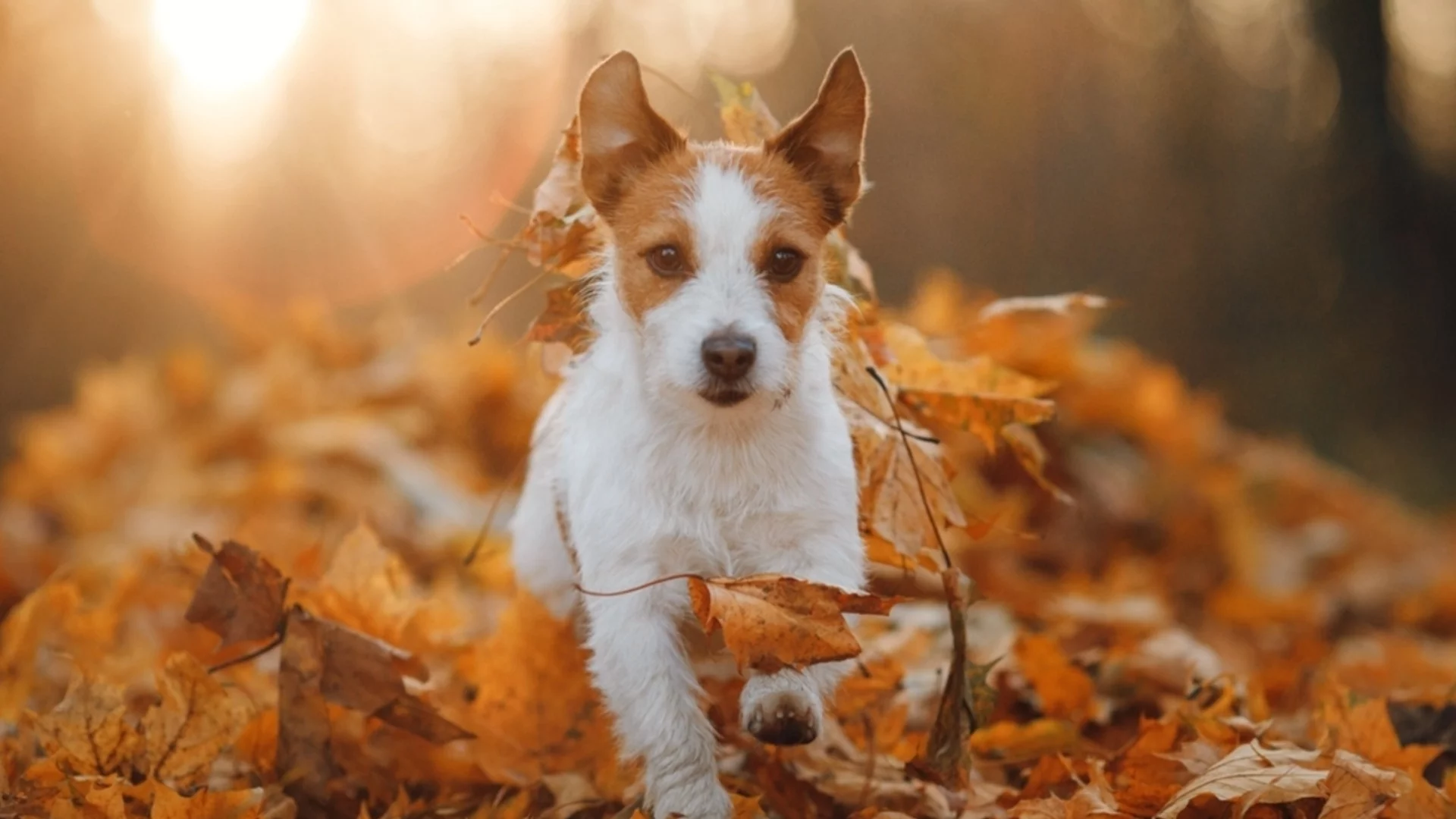 Времето утре - 3 декември 2025 г. 