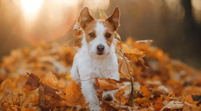 Времето утре - 3 декември 2025 г. 