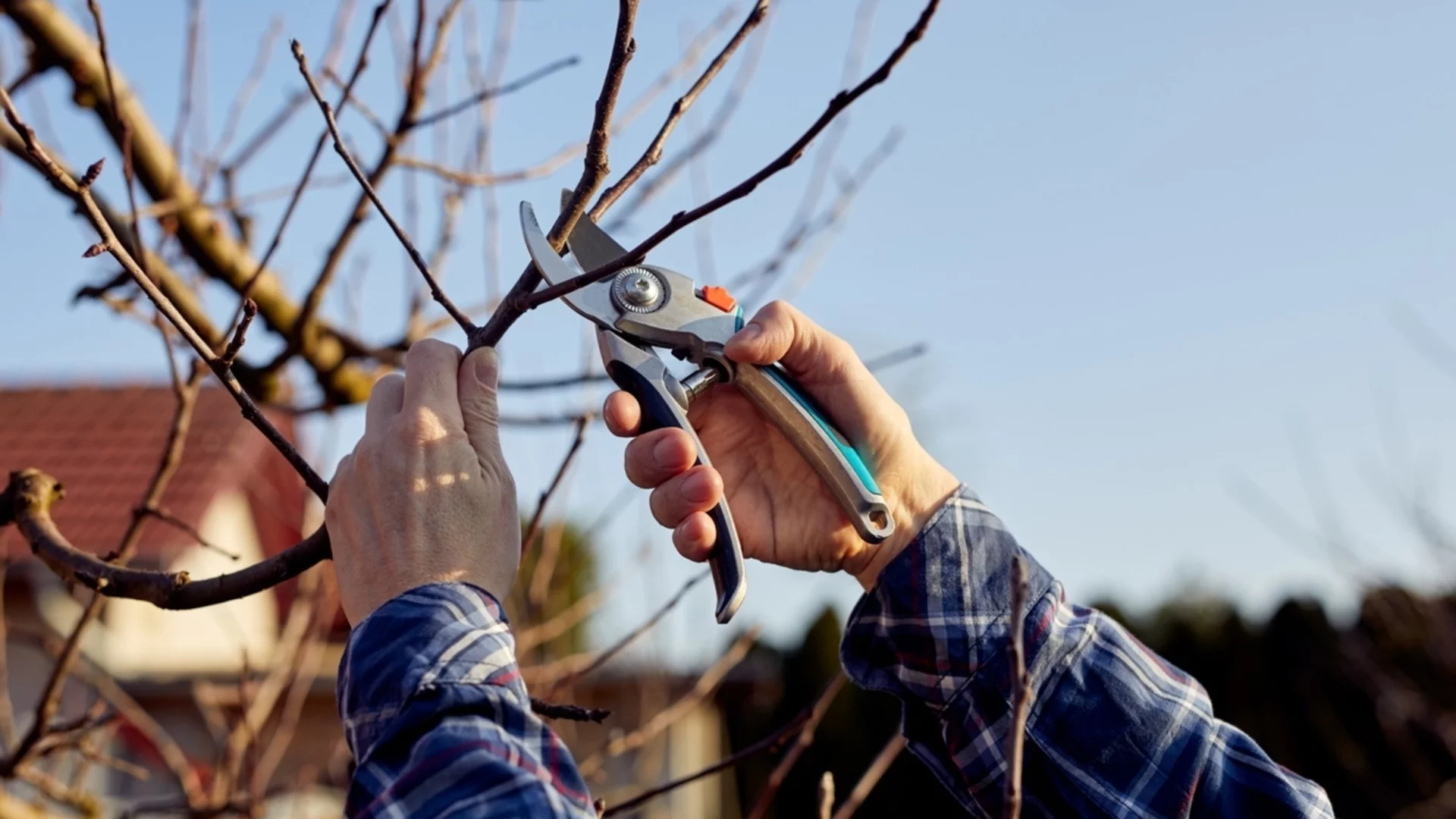 Тези 3 растения трябва да се подрежат точно през декември – ето защо