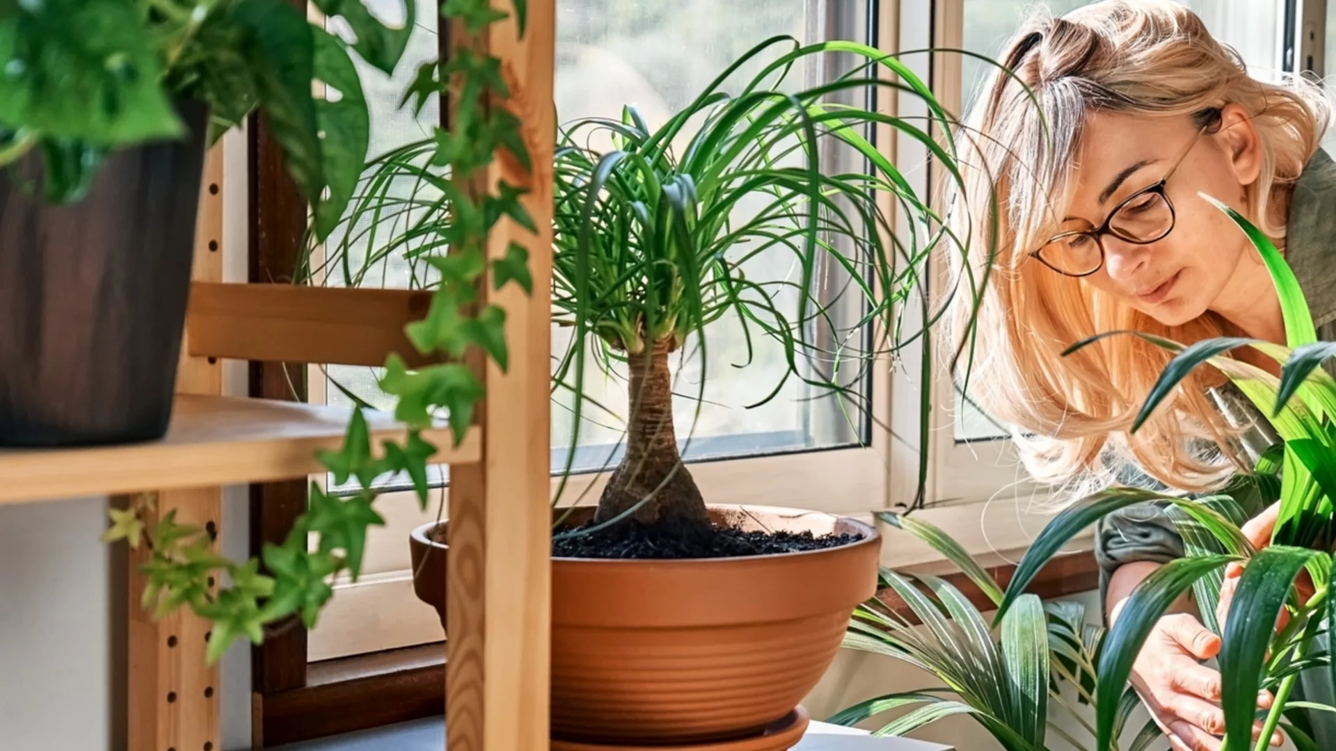 Издръжливи стайни растения, които не понасят студено зимно течение  