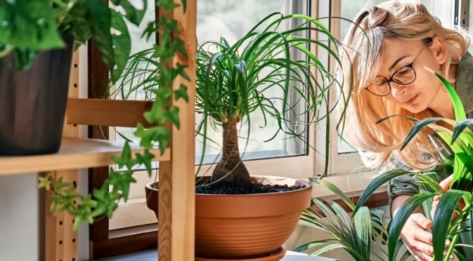 Издръжливи стайни растения, които не понасят студено зимно течение  