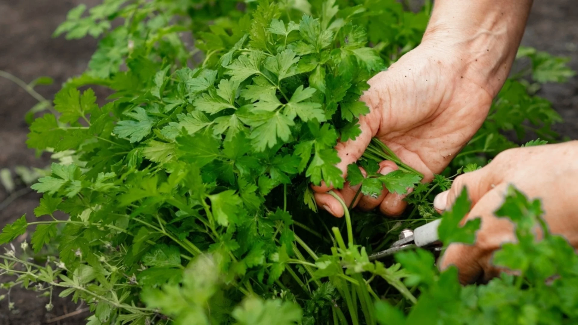 Как лесно да размножите магданоз