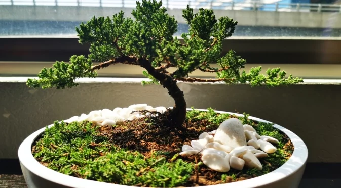 Най-честите грешки, които тихо убиват бонсая ви