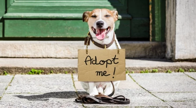 Силата на осиновяването: Когато "добро Утро" не е поздрав, а похвала (СНИМКИ)