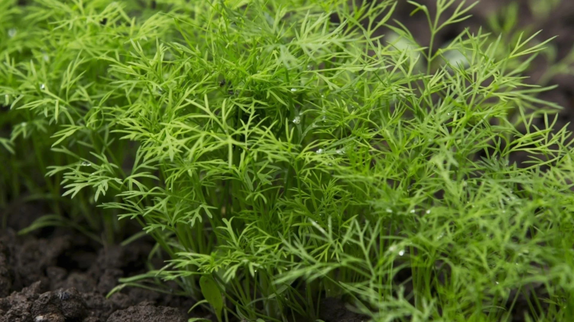 Засадете копър през декември за богата реколта през пролетта