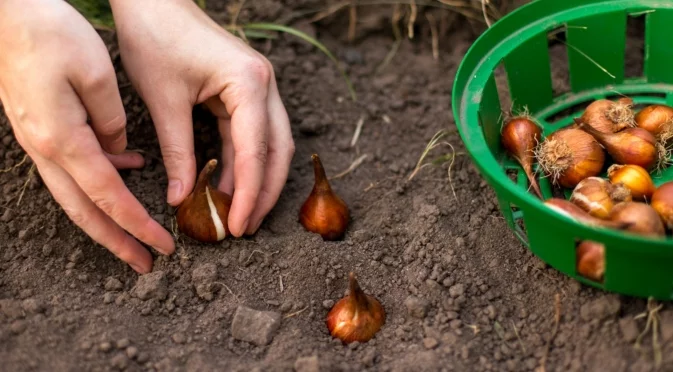 Груби грешки при съхранението на луковици: Градината ви ще е пуста на пролет, ако ги допуснете