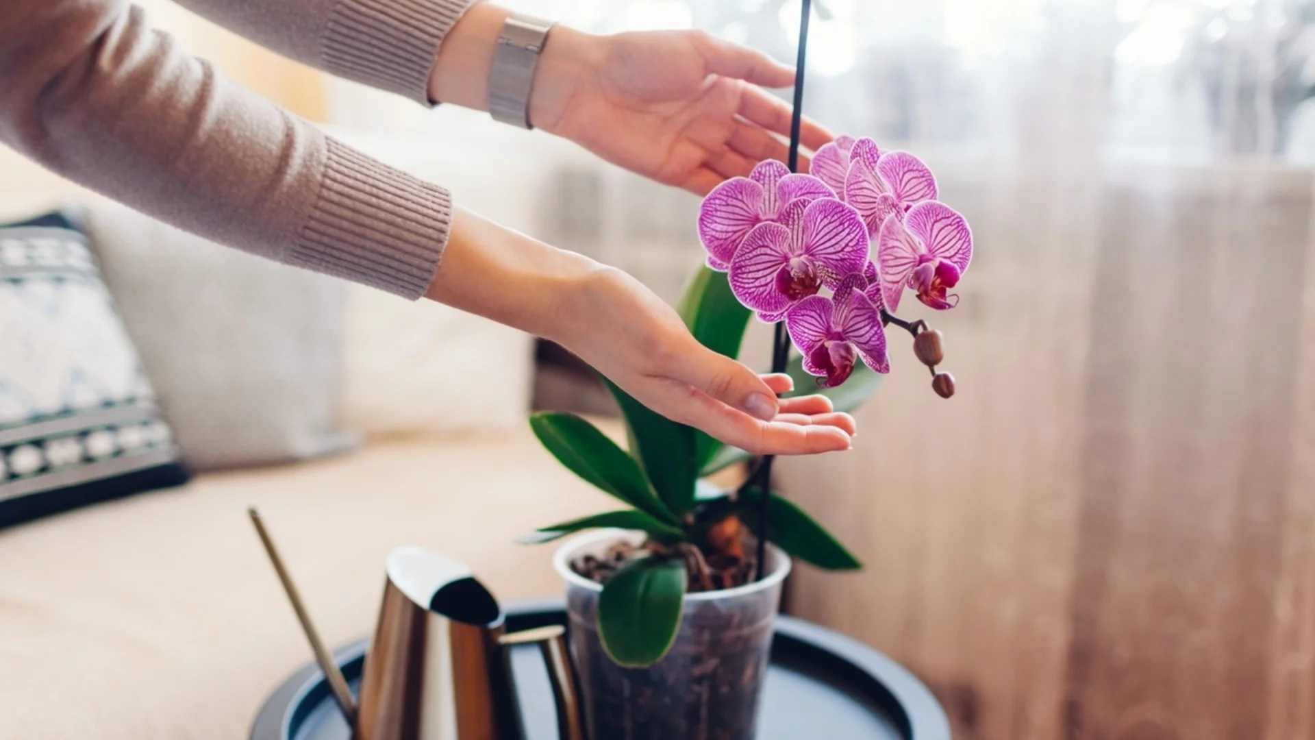 Зимно цъфтящото цвете, което ще добави ярки цветове в дома ви