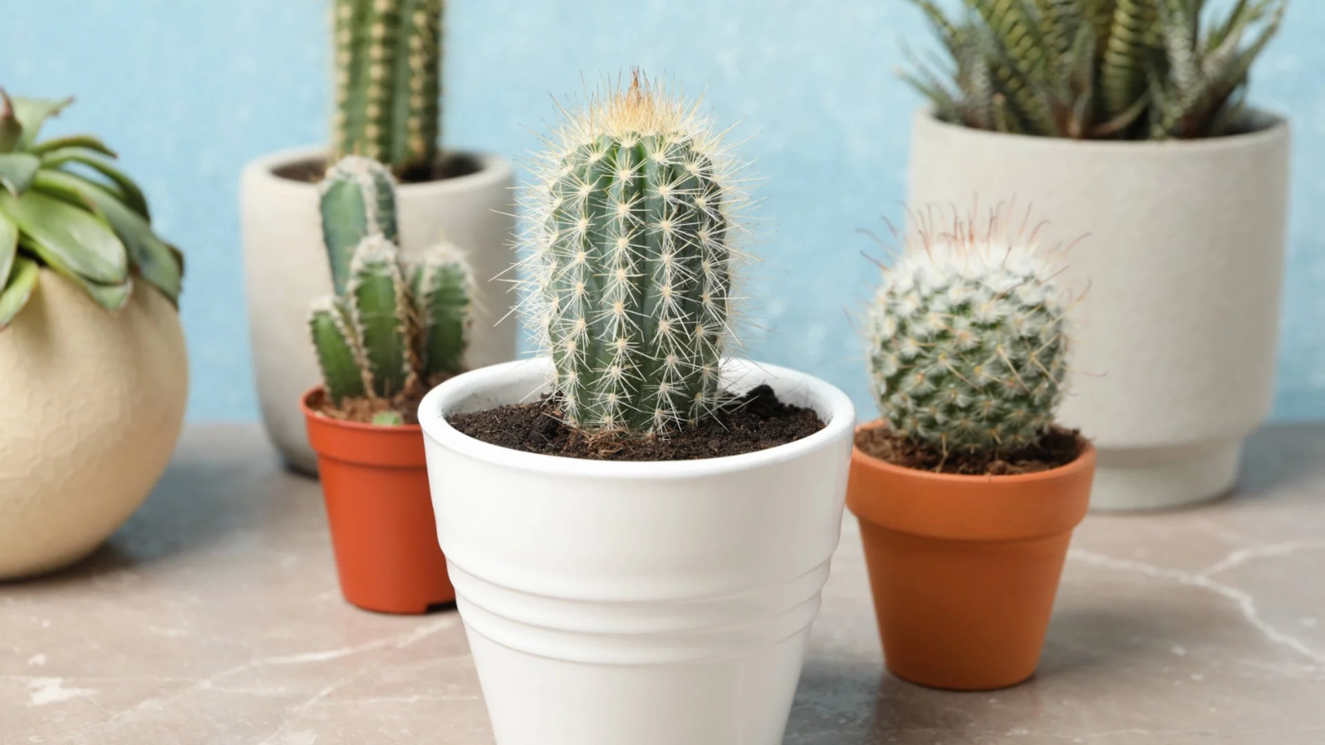 Може ли да наторите кактусите с утайка от кафе?