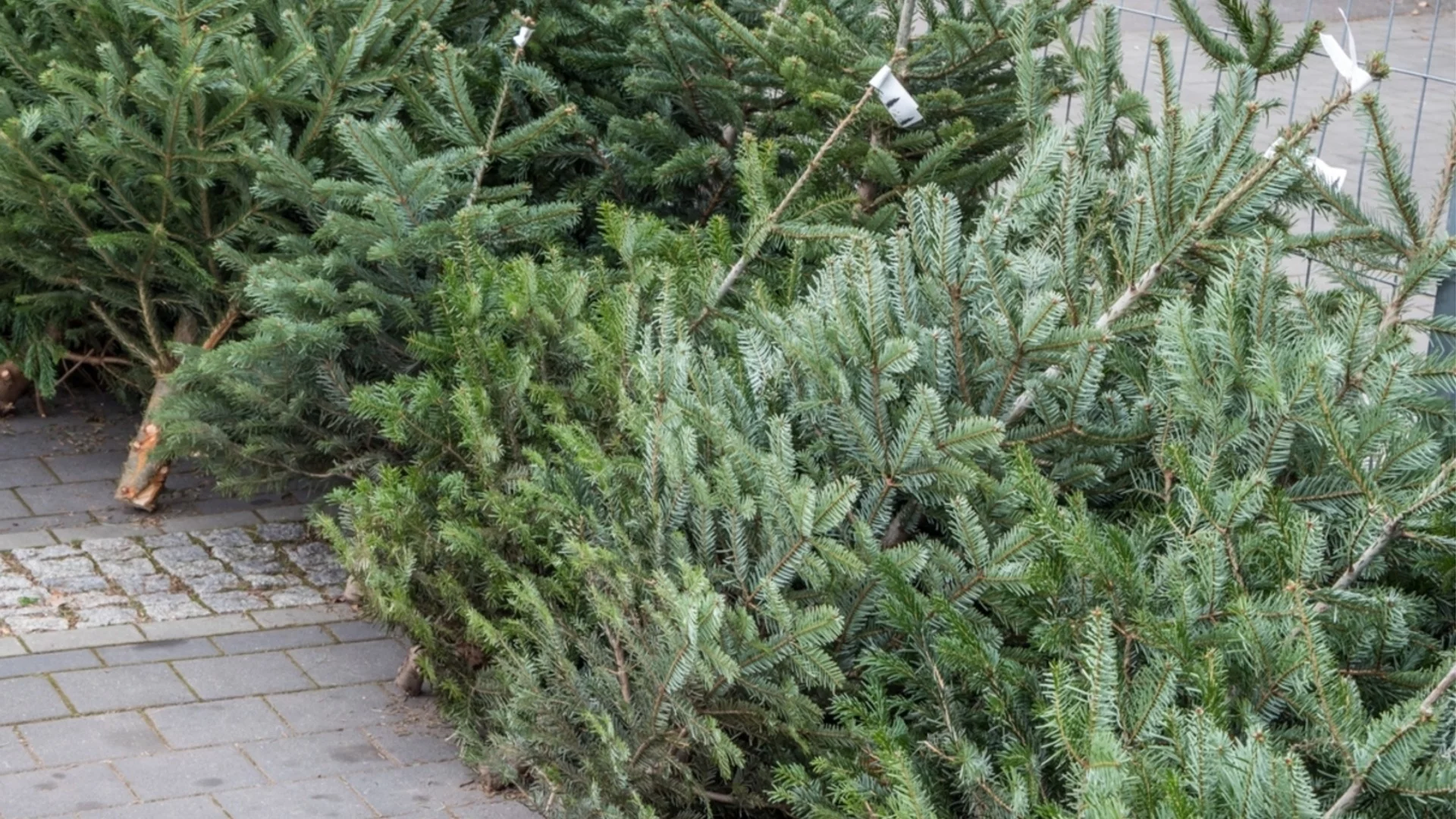 Къде да избягвате да поставяте живо коледно дърво 