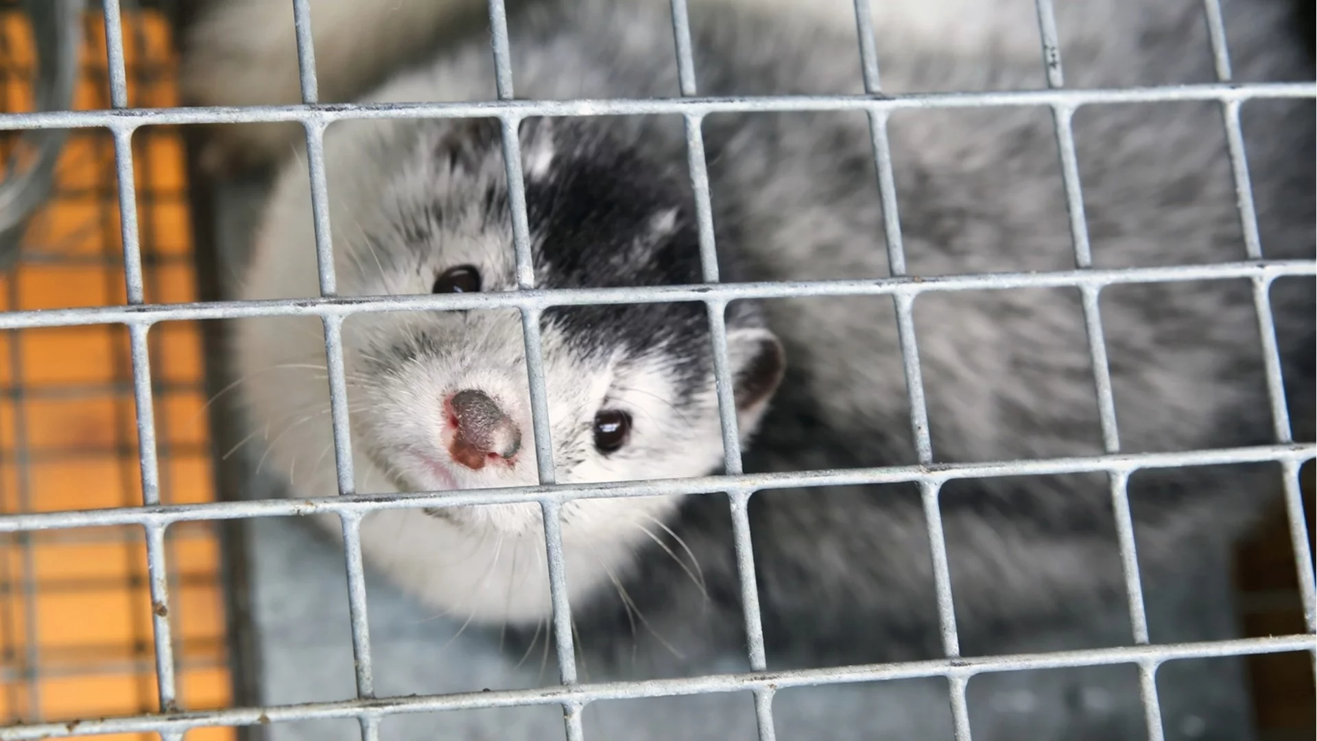 Историческа забрана: Полша слага край на фермите за кожи