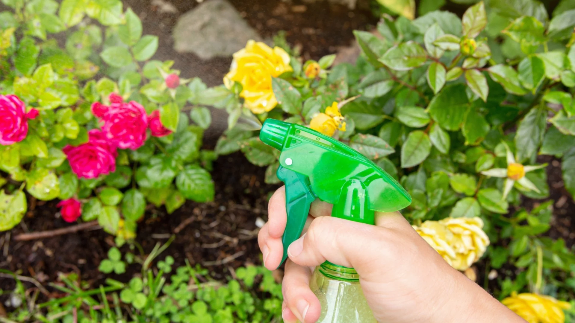 Как да премахнете вредителите от градината с олио