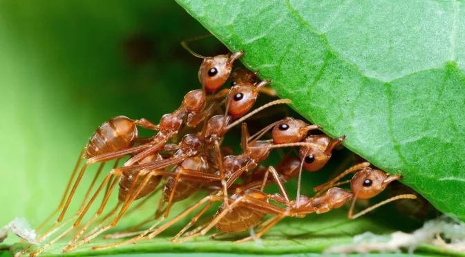 Защо болните мравки се молят да умрат?