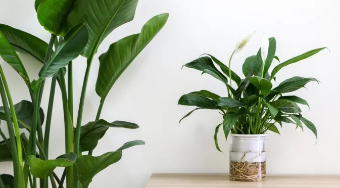 Често срещаната грешка при поливане, която правите с вашата мирна лилия  