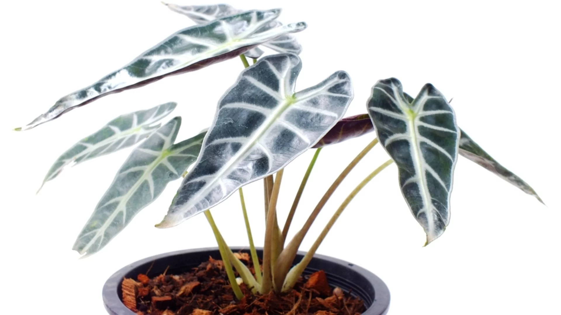 Бързорастящото стайно растение, което ще запълни големи празни пространства във вашия дом  