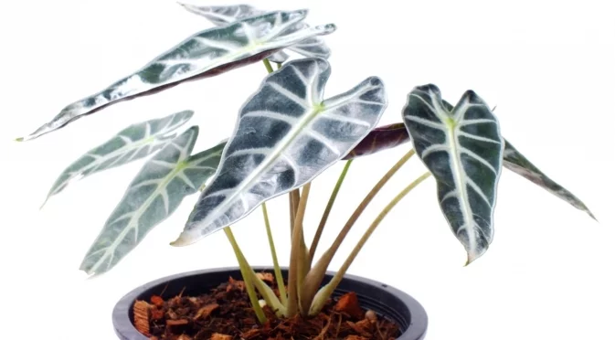 Бързорастящото стайно растение, което ще запълни големи празни пространства във вашия дом  