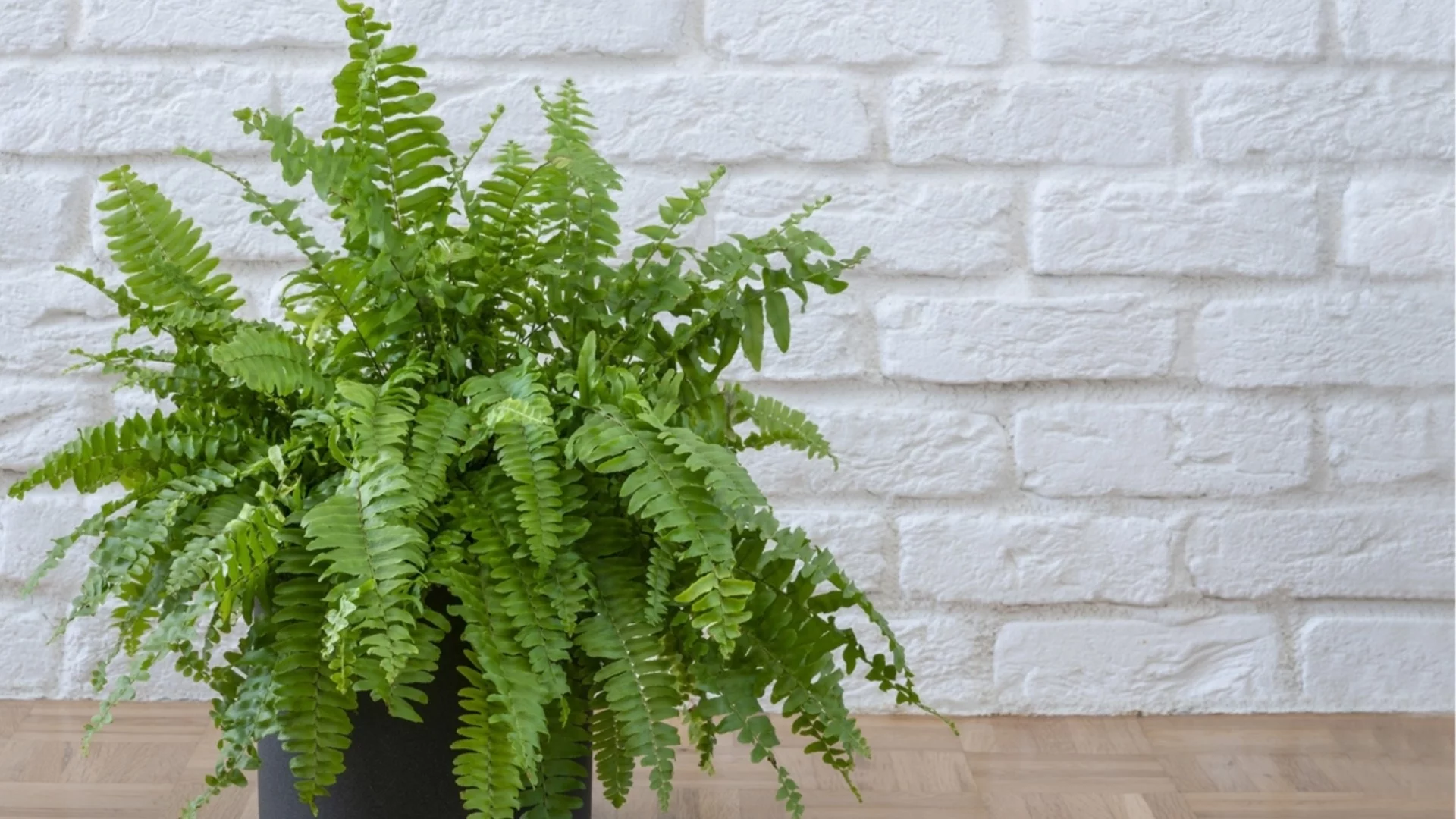 Тази папрат вирее на слаба стайна светлина