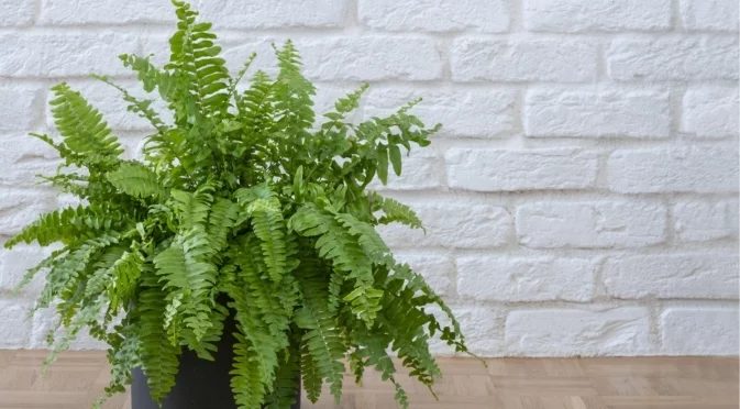 Тази папрат вирее на слаба стайна светлина