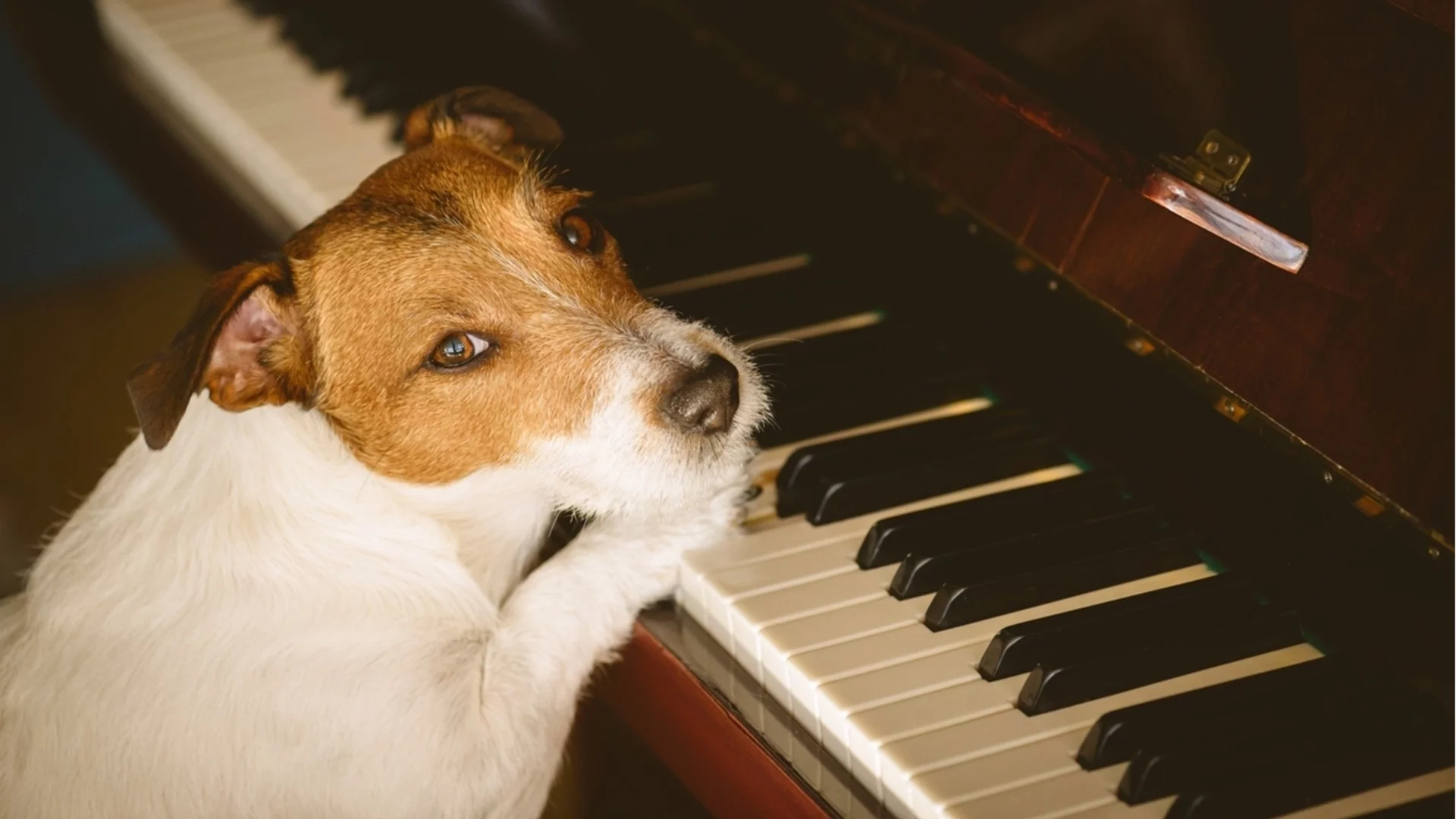 Плейлист за спокойствие: Музиката, лекуваща стреса при домашните любимци