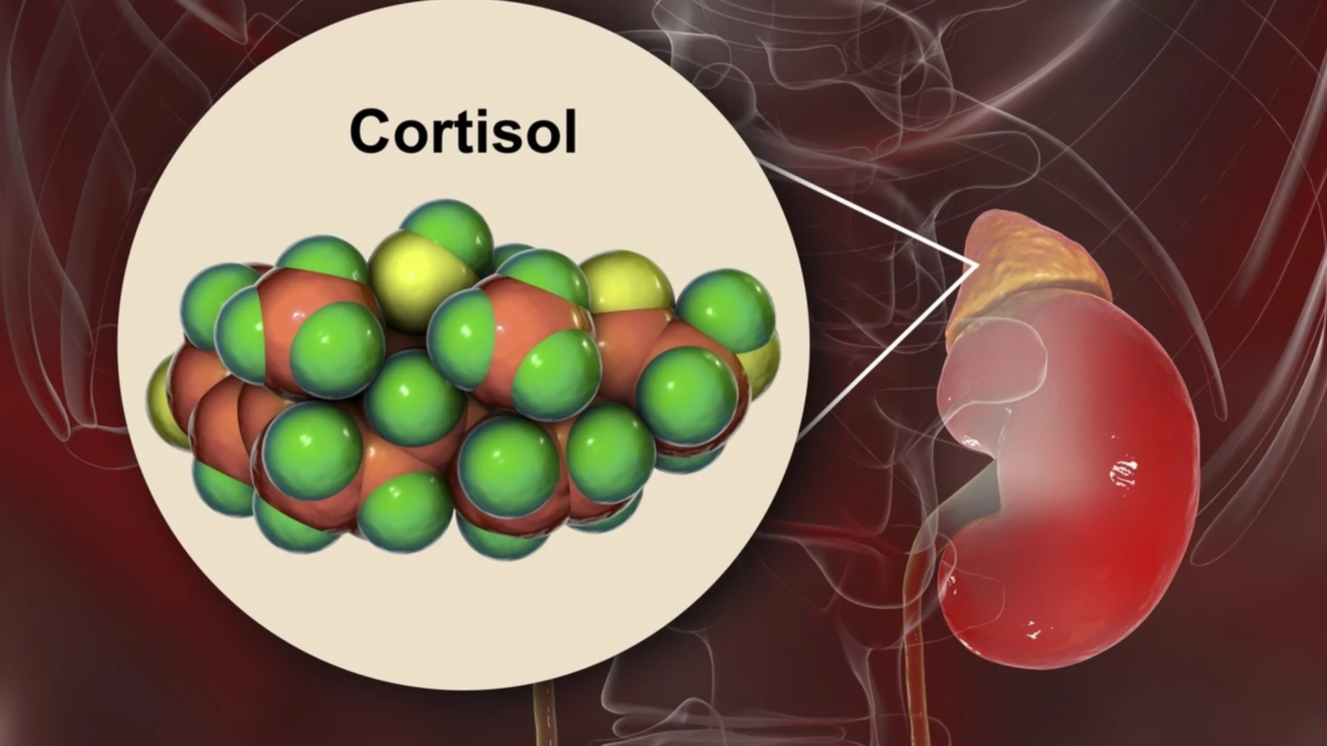 Кортизол под контрол: Пълното научно ръководство за биохакинг на стреса