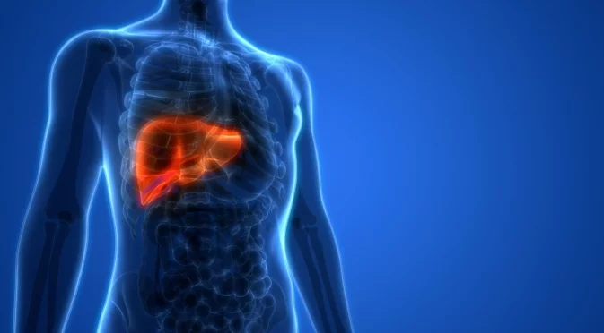 Как черният дроб може да се регенерира дори след сериозни увреждания