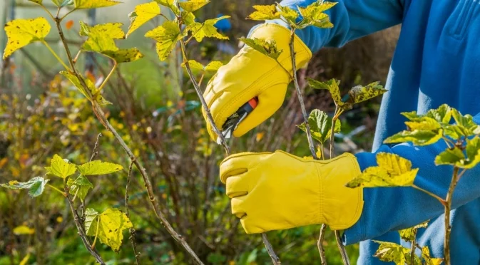 Подрязване и огъване на рози през декември - това ще им помогне да преживеят зимата