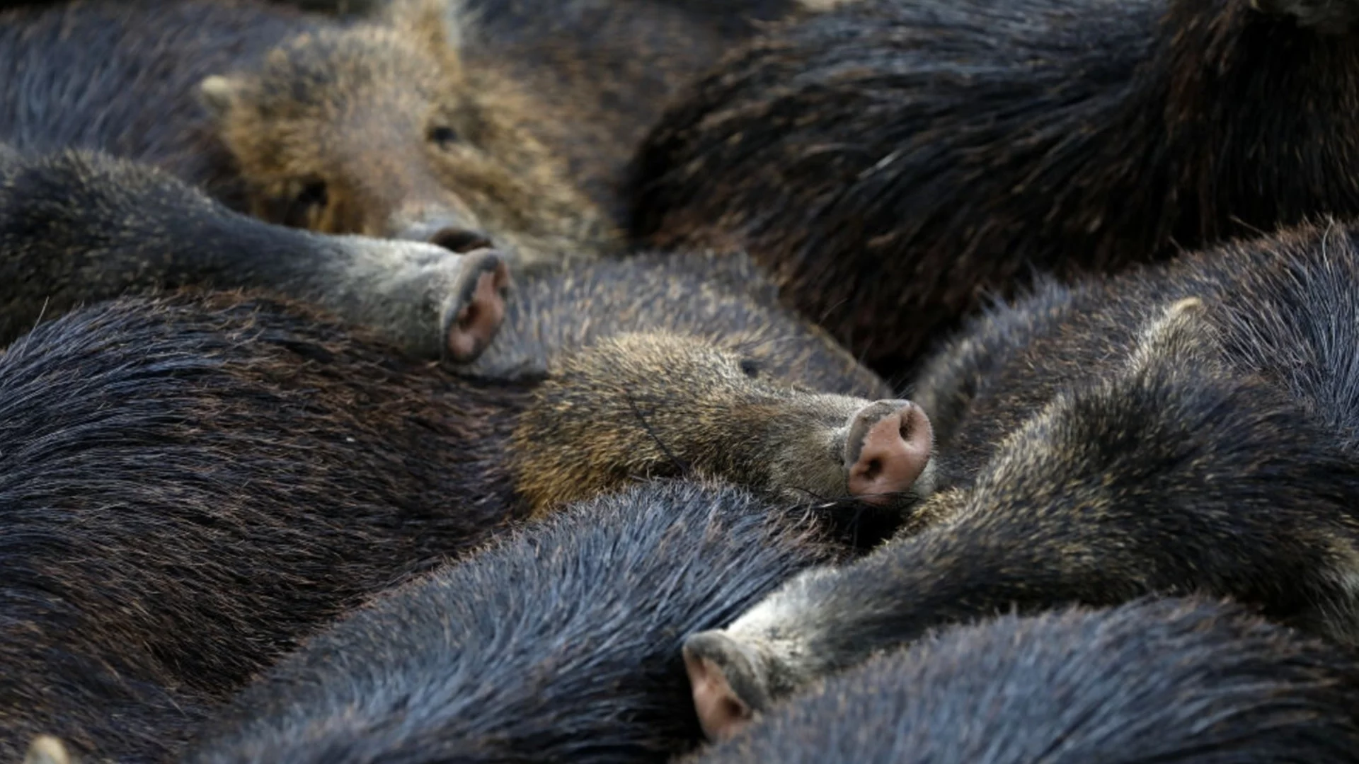 Нова зараза плъзна из Европа
