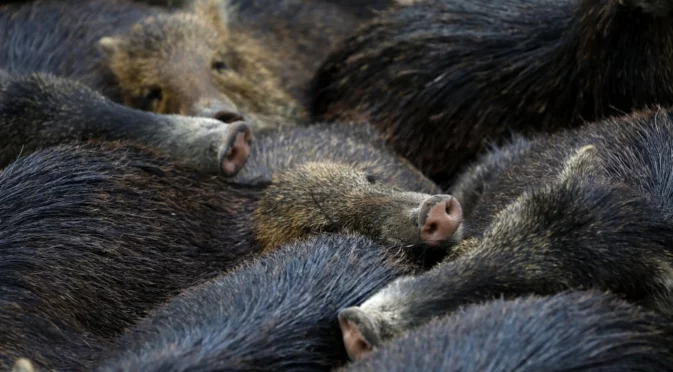 Нова зараза плъзна из Европа