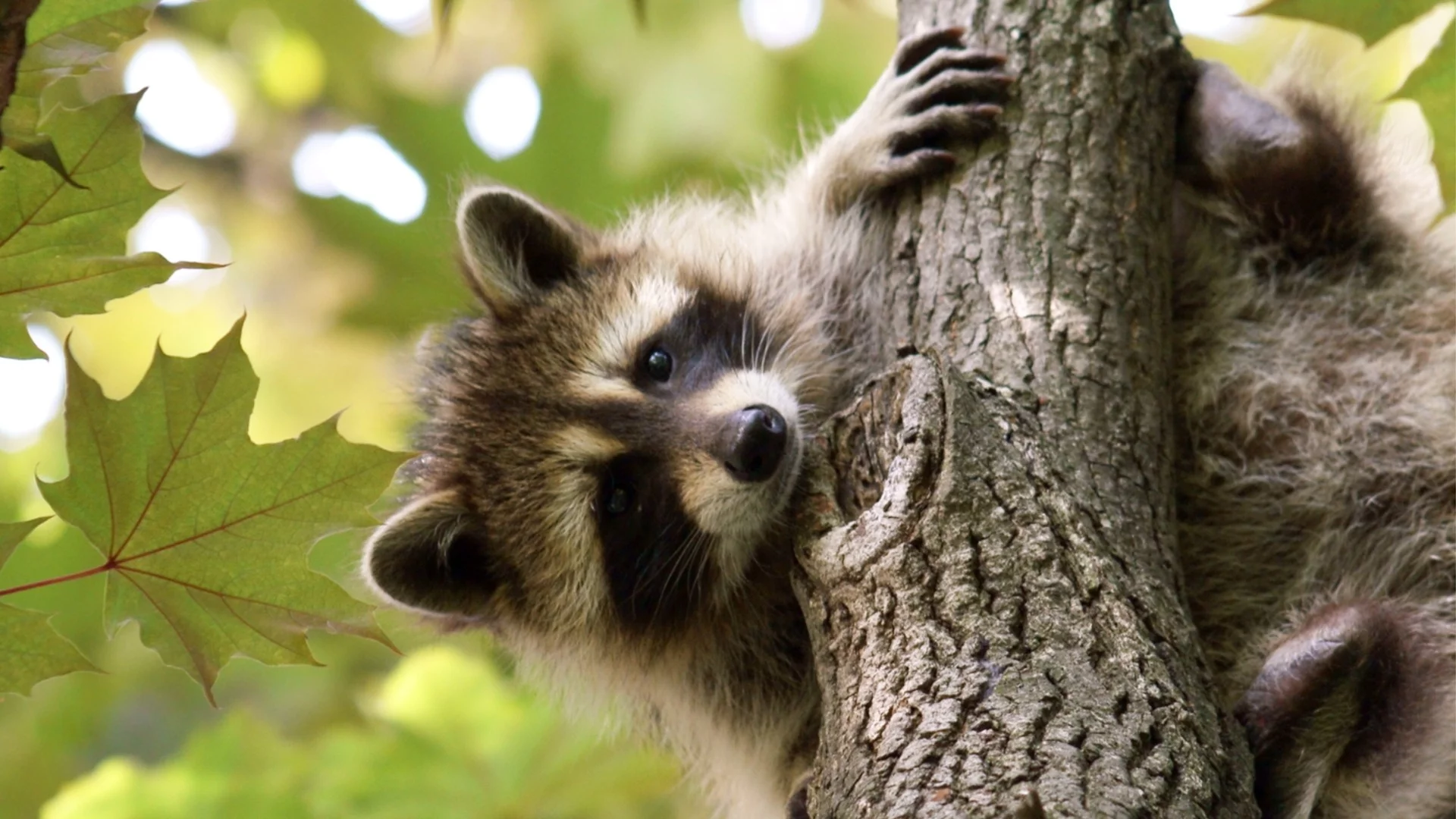 Пиян енот предизвика хаос в магазин за алкохол (ВИДЕО)