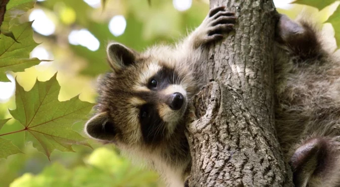Пиян енот предизвика хаос в магазин за алкохол (ВИДЕО)