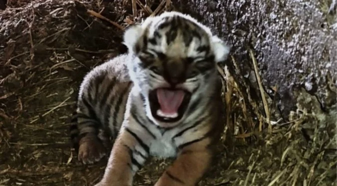 За пръв път в историята на зоопарка в Стара Загора: Роди се бебе бенгалски тигър от застрашен вид (СНИМКИ)