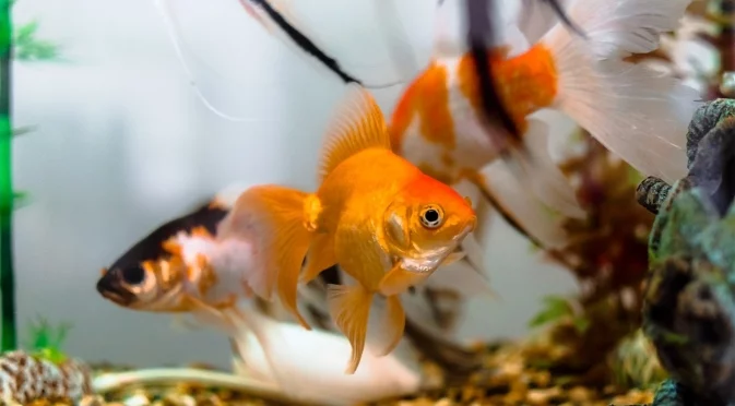 Наистина ли златните рибки имат само 3 секунди памет