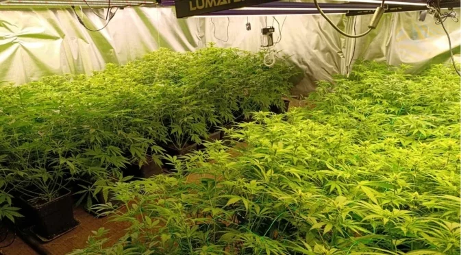 Разкриха поредна наркооранжерия във Варна